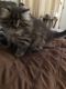 Persian Cats for sale in Flushing, MI 48433, USA. price: NA