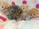 Persian Cats for sale in Sandy Springs, GA, USA. price: $600