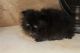 Persian Cats for sale in Aurora, CO, USA. price: $1,200