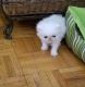 Persian Cats for sale in Memphis, TN, USA. price: $350