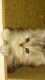 Persian Cats for sale in 3105 S 47th St, Tacoma, WA 98409, USA. price: $650