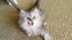 Persian Cats for sale in Tacoma, WA 98409, USA. price: $650