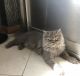 Persian Cats for sale in Detroit, MI, USA. price: $400