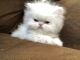 Persian Cats for sale in Herriman, UT 84096, USA. price: NA