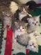 Persian Cats for sale in Johnston, RI 02919, USA. price: NA