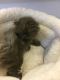 Persian Cats for sale in Squaw Valley, CA, USA. price: NA