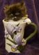 Persian Cats for sale in Ocala, FL, FL, USA. price: NA