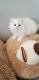 Persian Cats for sale in Zimmerman, MN 55398, USA. price: $700