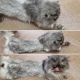 Persian Cats for sale in Lansing, MI, USA. price: $350