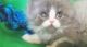 Persian Cats for sale in Chesterfield, MI 48051, USA. price: NA