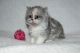 Persian Cats for sale in Minneapolis, MN, USA. price: $750