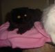 Persian Cats for sale in Camden, SC 29020, USA. price: NA