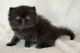 Persian Cats for sale in Camarillo, CA, USA. price: NA