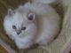 Persian Cats for sale in Springfield, MO, USA. price: NA