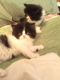 Persian Cats for sale in Carter Lake, IA, USA. price: $400