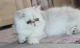 Persian Cats for sale in Colorado Springs, CO, USA. price: $500