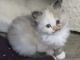 Persian Cats for sale in Niles, MI 49120, USA. price: NA