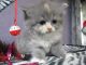 Persian Cats for sale in Niles, MI 49120, USA. price: NA
