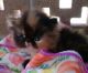 Persian Cats for sale in Mesa, AZ, USA. price: $900