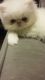 Persian Cats for sale in Albany, OR, USA. price: $600