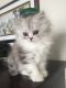 Persian Cats for sale in Johnston, RI 02919, USA. price: $400