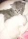 Persian Cats for sale in Stewartsville, NJ 08886, USA. price: NA