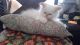 Persian Cats for sale in Valley Stream, NY 11580, USA. price: NA