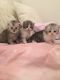 Persian Cats for sale in Owings Mills, MD, USA. price: NA