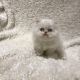 Persian Cats for sale in Torrance, CA 90503, USA. price: NA