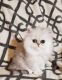 Persian Cats for sale in Houston, TX 77089, USA. price: $1,000