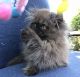 Persian Cats for sale in Lawrence, KS, USA. price: NA