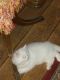 Persian Cats for sale in Hamilton, OH, USA. price: NA