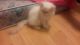 Persian Cats for sale in Valley Stream, NY 11580, USA. price: NA