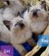 Persian Cats for sale in Fairbanks, AK, USA. price: $350
