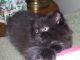 Persian Cats for sale in Flushing, MI 48433, USA. price: NA