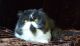 Persian Cats for sale in Newark, NJ, USA. price: $500