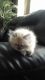 Persian Cats for sale in Greenfield, WI, USA. price: NA