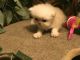 Persian Cats for sale in Nashville, TN, USA. price: $700