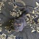 Persian Cats for sale in Waxhaw, NC 28173, USA. price: $250
