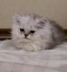 Persian Cats for sale in Marietta, GA, USA. price: $500
