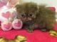 Persian Cats for sale in Squaw Valley, CA, USA. price: $450