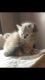 Persian Cats for sale in Brooklyn, NY 11224, USA. price: NA