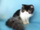 Persian Cats for sale in Palm Desert, CA, USA. price: $1,400