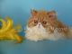Persian Cats for sale in Palm Desert, CA, USA. price: $1,000