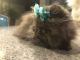 Persian Cats for sale in Terrell, TX, USA. price: $1,000