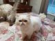 Persian Cats for sale in Cullman Rd, Alabama 35016, USA. price: NA