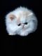 Persian Cats for sale in Cullman Rd, Alabama 35016, USA. price: NA
