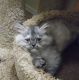 Persian Cats for sale in Allen, TX, USA. price: NA