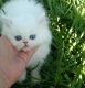 Persian Cats for sale in Knoxville, TN, USA. price: $950