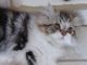Persian Cats for sale in Las Cruces, NM, USA. price: $500